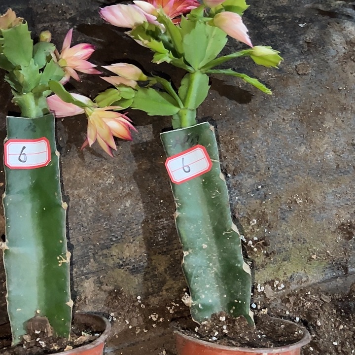 无***忧，6号带盆082.ap07