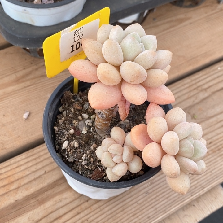 泡泡糖三头102104