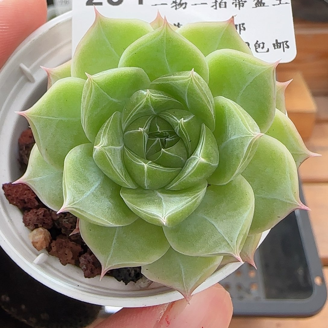 多肉0623-234女王玫瑰