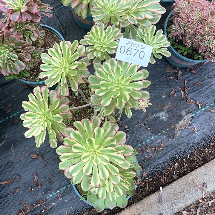 0670维纳斯多肉植物
