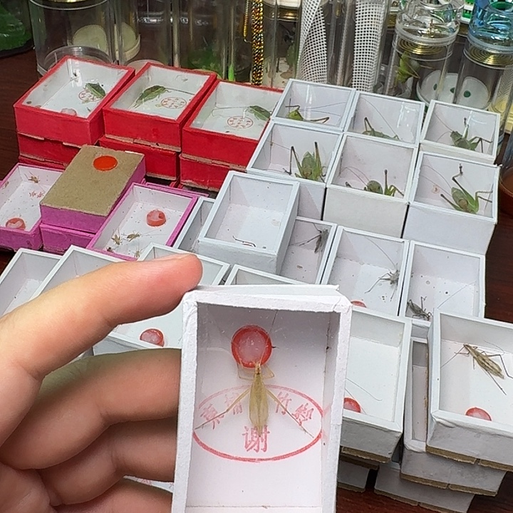 卡***顿蟋蟀一只竹蛉。     