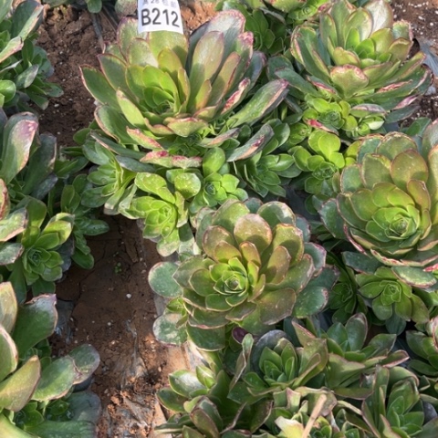 212枚金玫瑰不包断枝