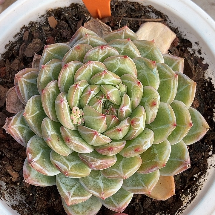 25 号一物一拍不退不换