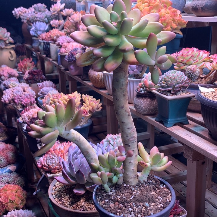 金蝉z z z zz z z