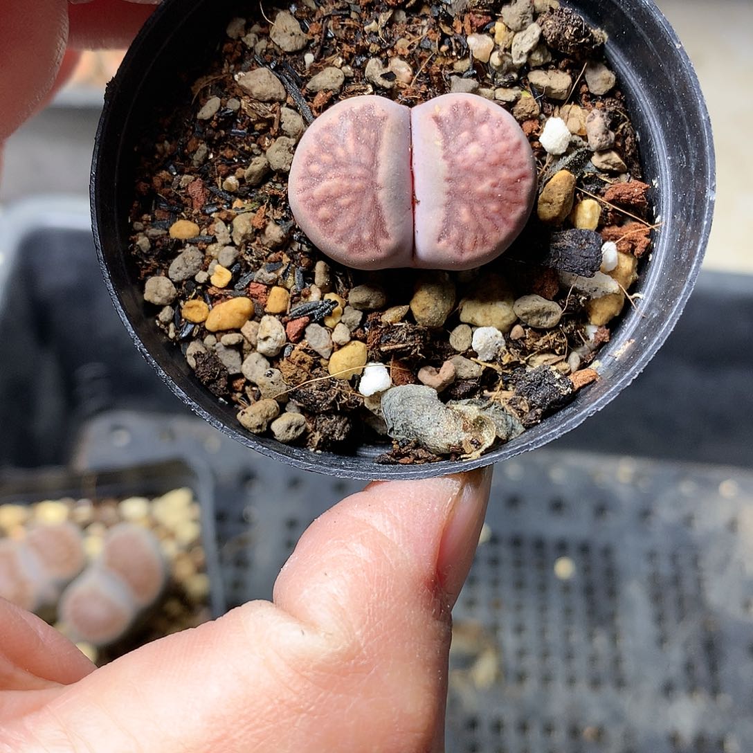 K129多肉植物保护研究所