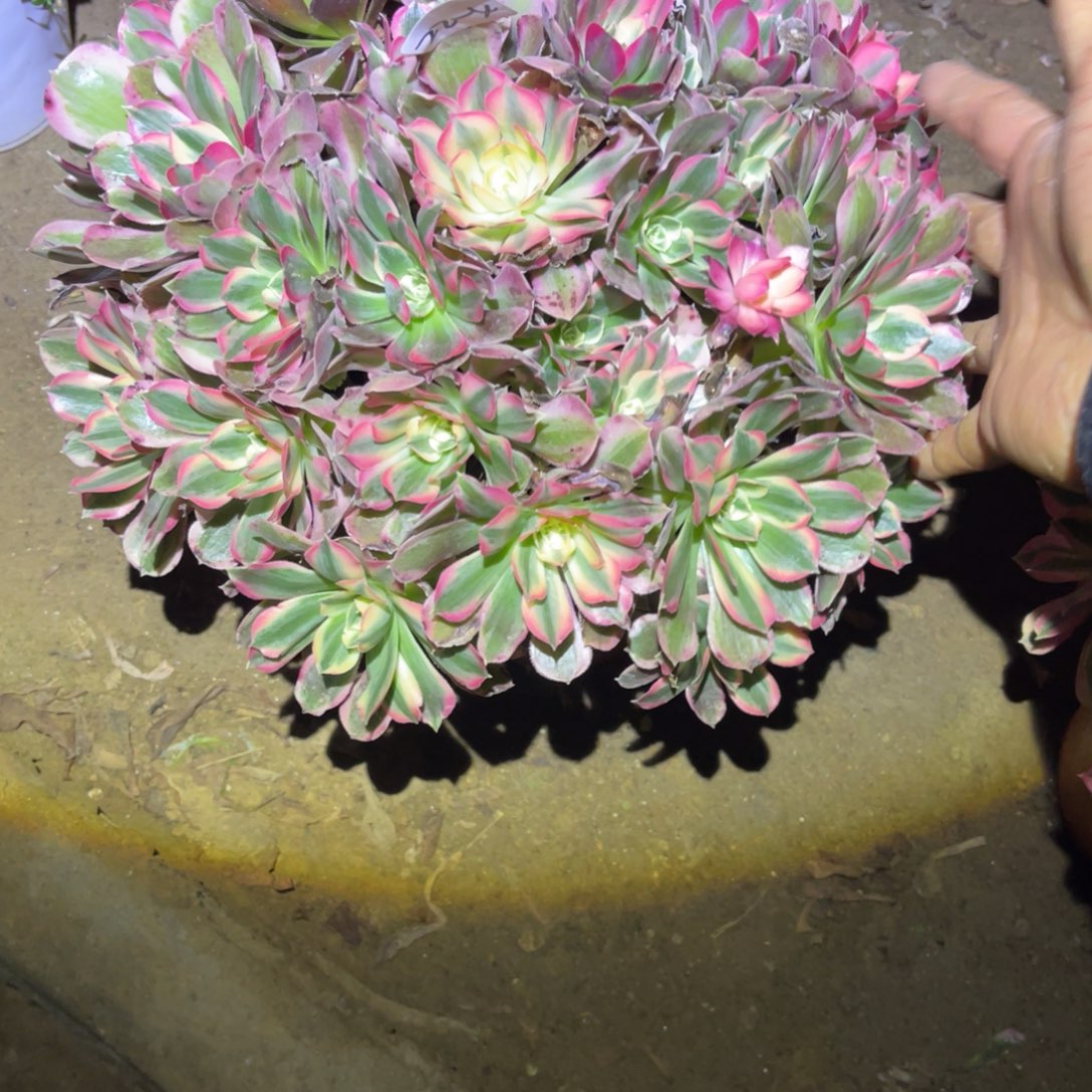 12-22-4男神法师锦