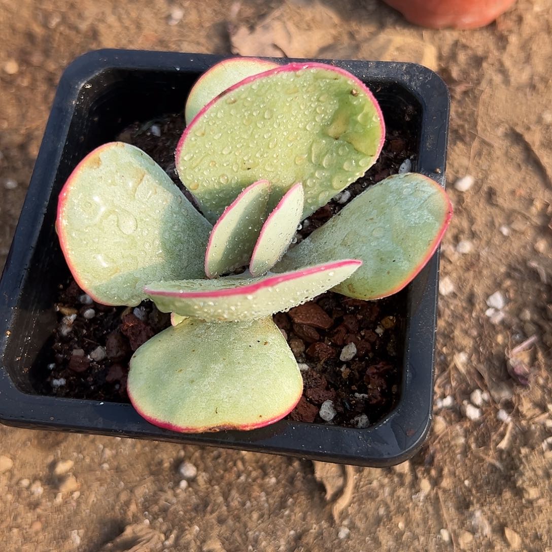 多肉植物白眉单头