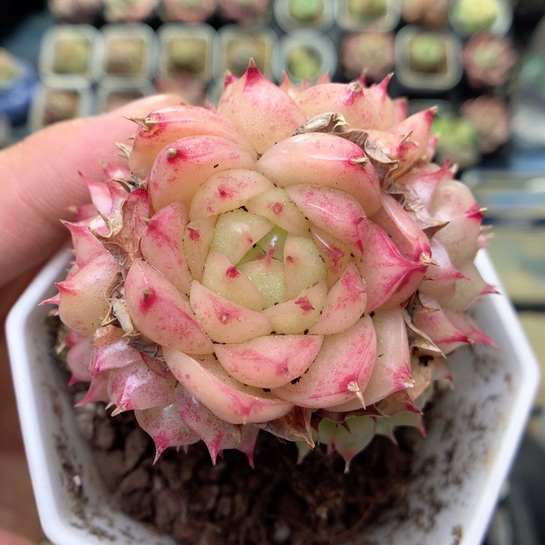 E95，20包邮两天凑单偏远不发货