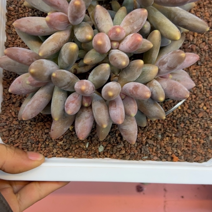 向***生烟花一颗肉肉看看
