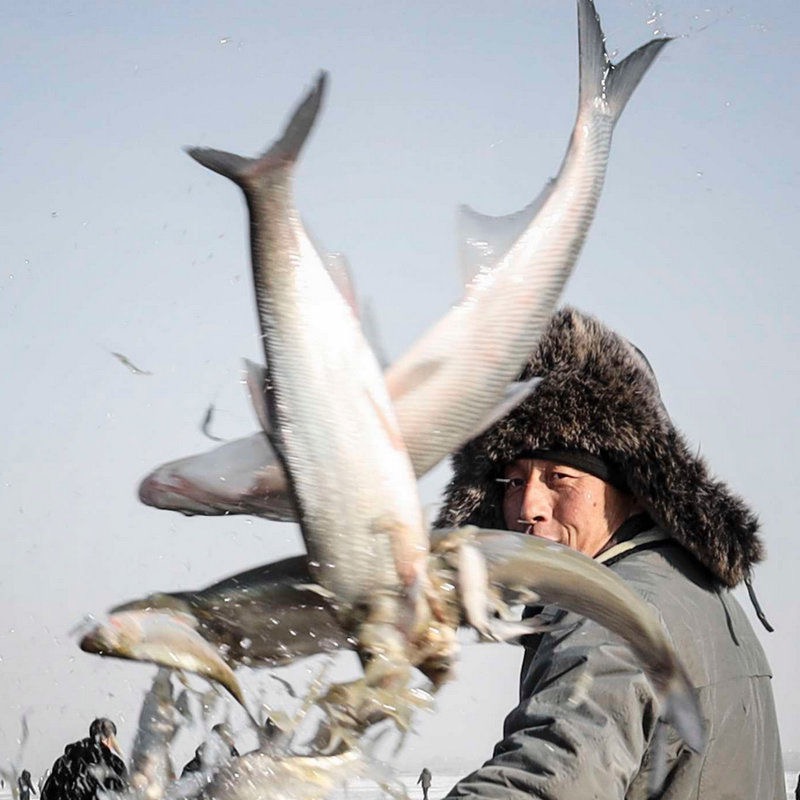 冬捕大白鱼3斤-10斤冷冻发货