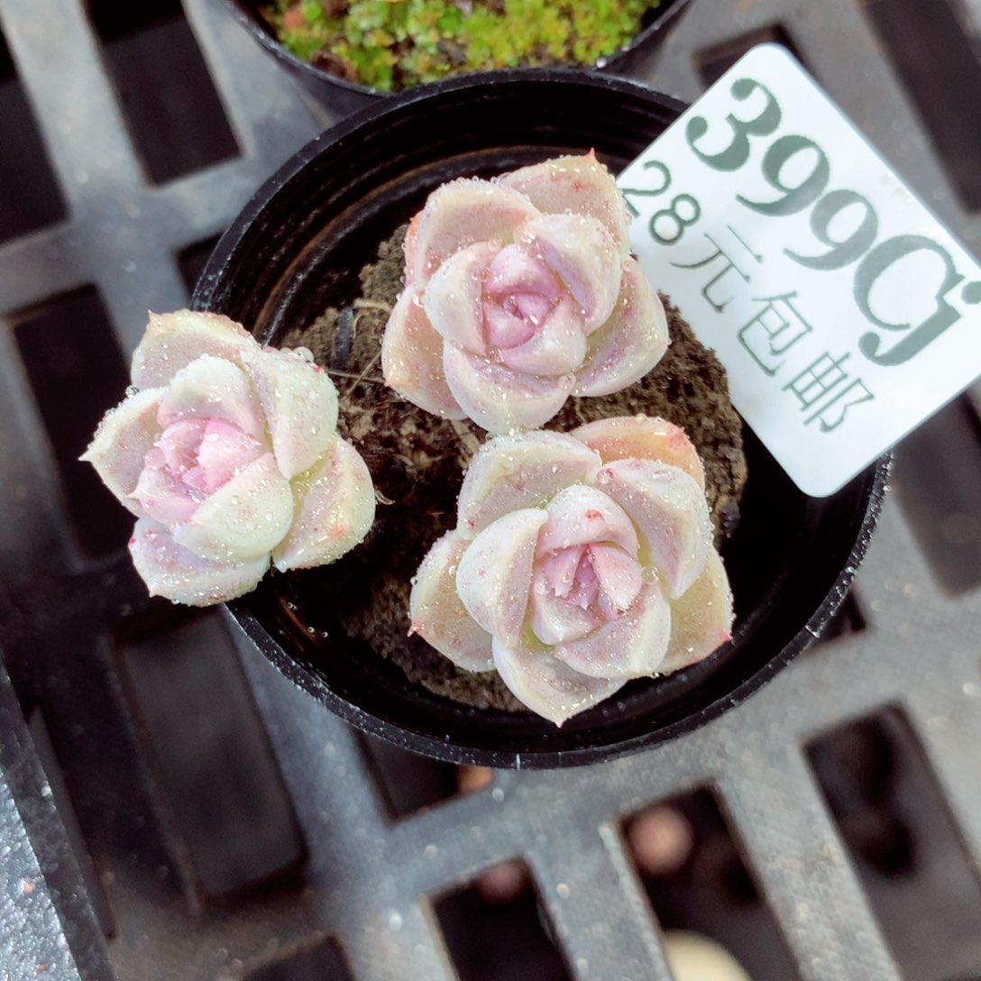 5厘米盆精控多肉399