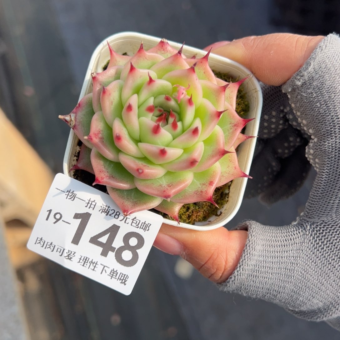 托斯卡多肉多肉多肉多肉