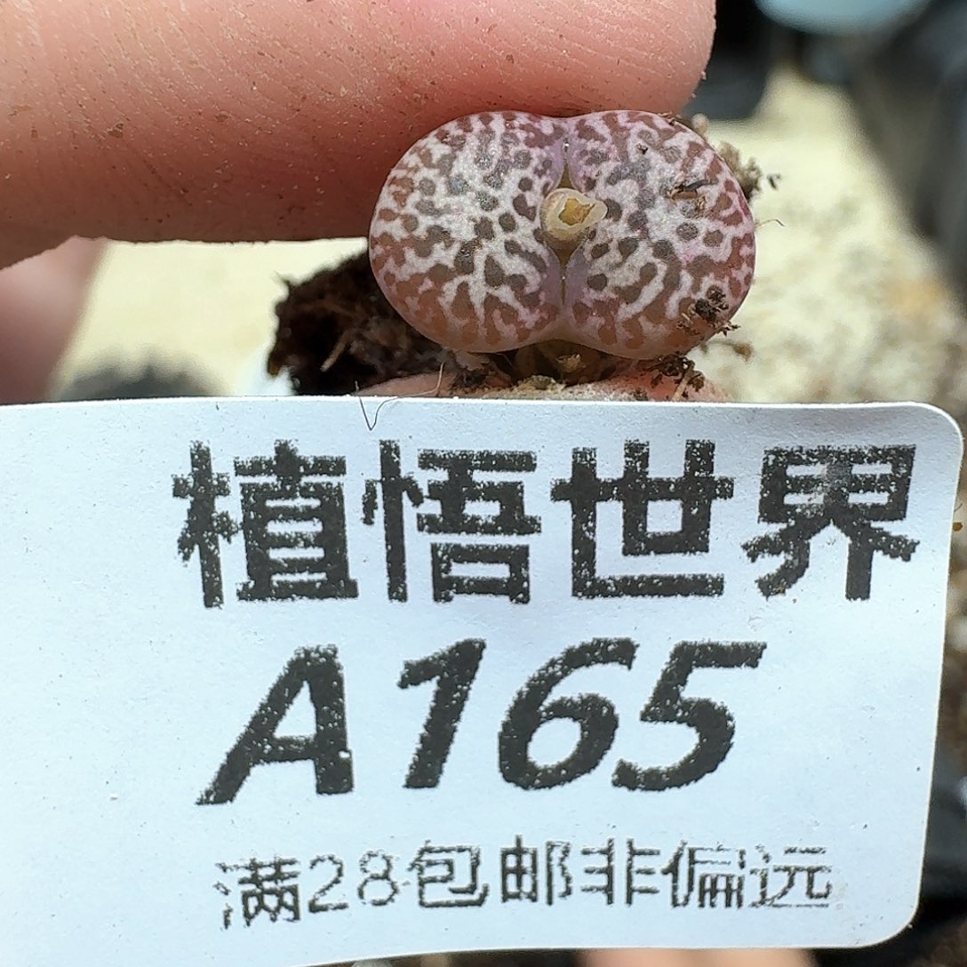 多肉植物的润泽哇f