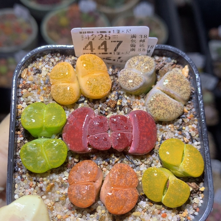 精品生石花225.447
