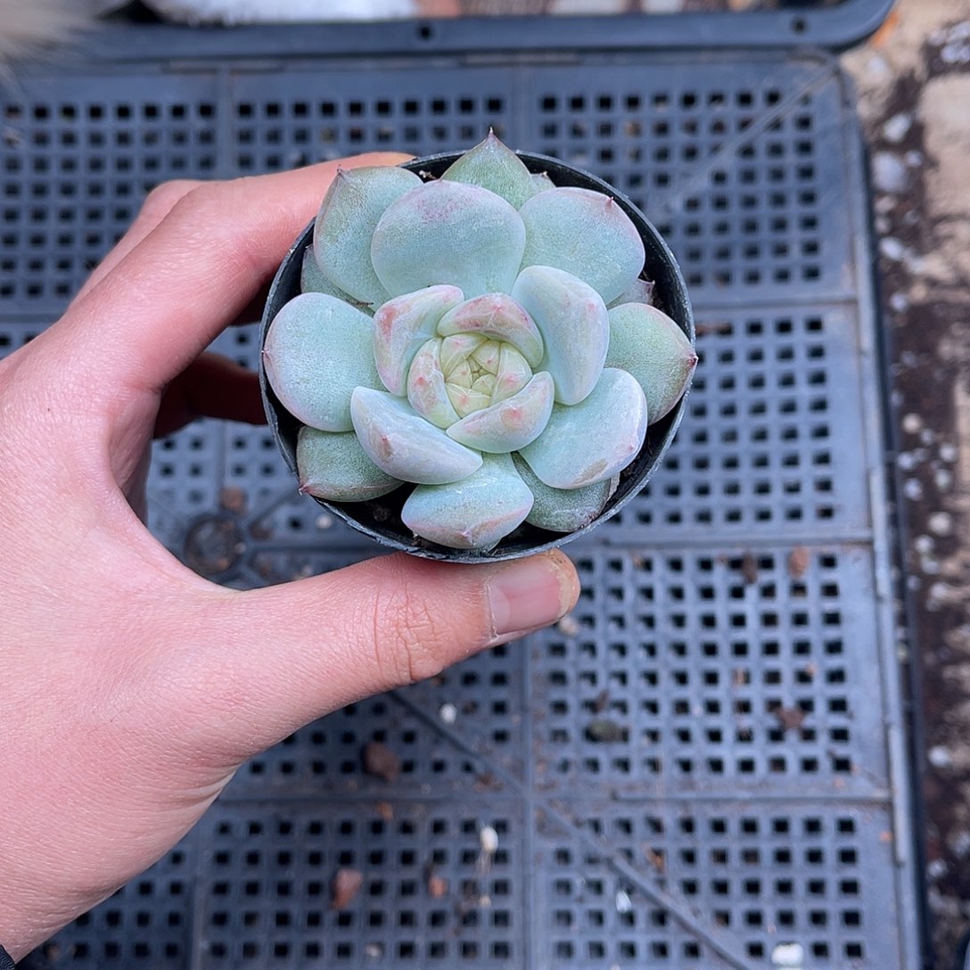 多肉一物一拍1-206