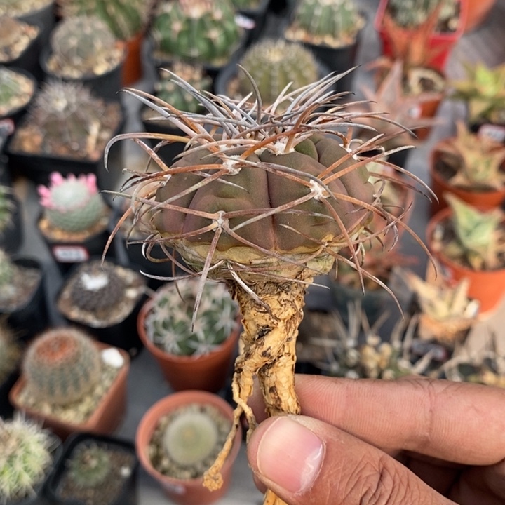 【闪购商品】天平丸