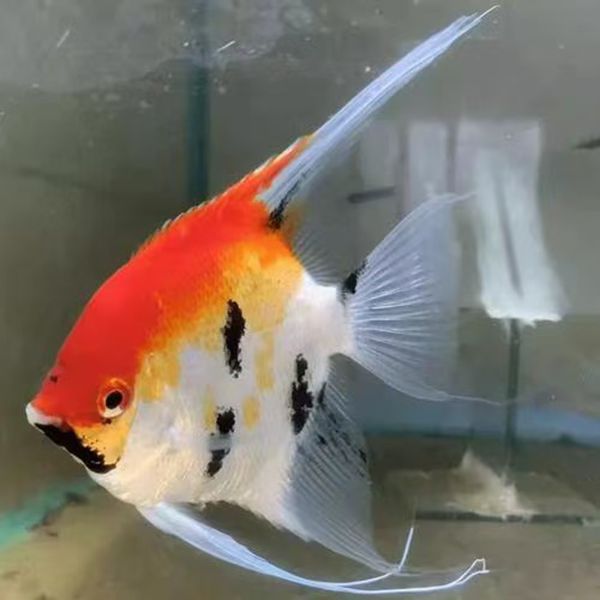 大红袍燕子鱼神仙鱼可混养