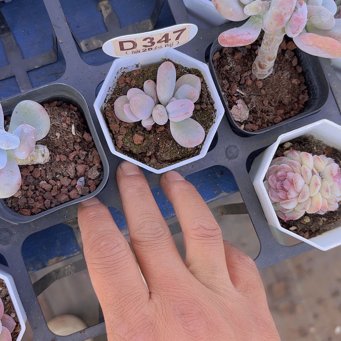 D347Mike奶一物一拍