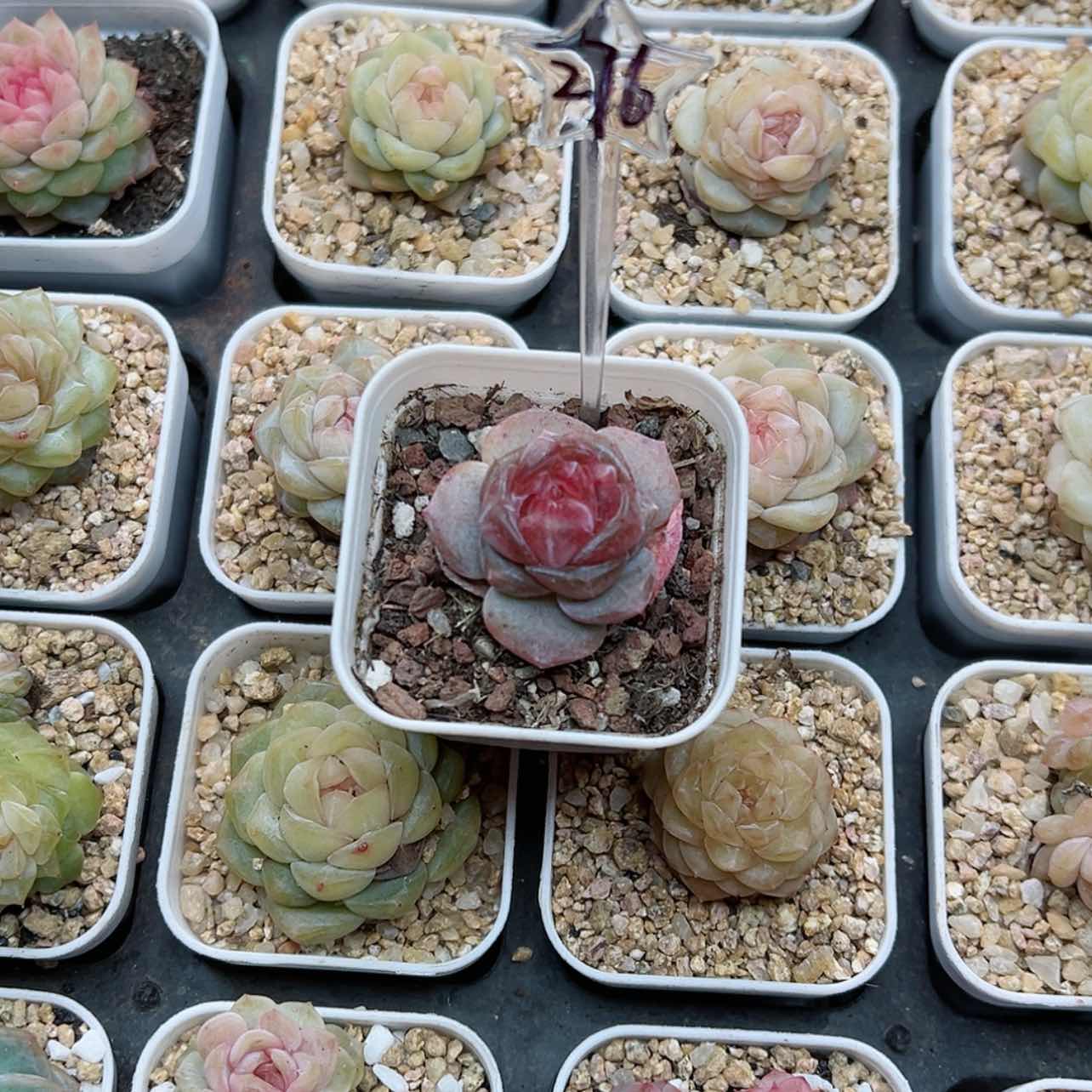 【闪购商品】276哈哈哈哈哈哈哈哈
