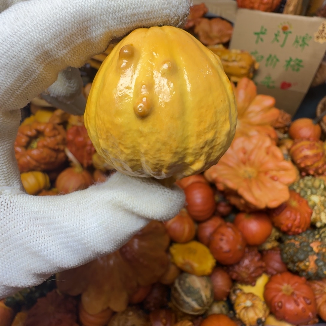 西****特价抽葫芦不退不换