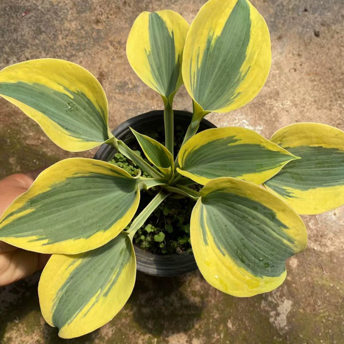 玉簪室内观叶植物耐阴迷你绿植办公桌绿植盆景