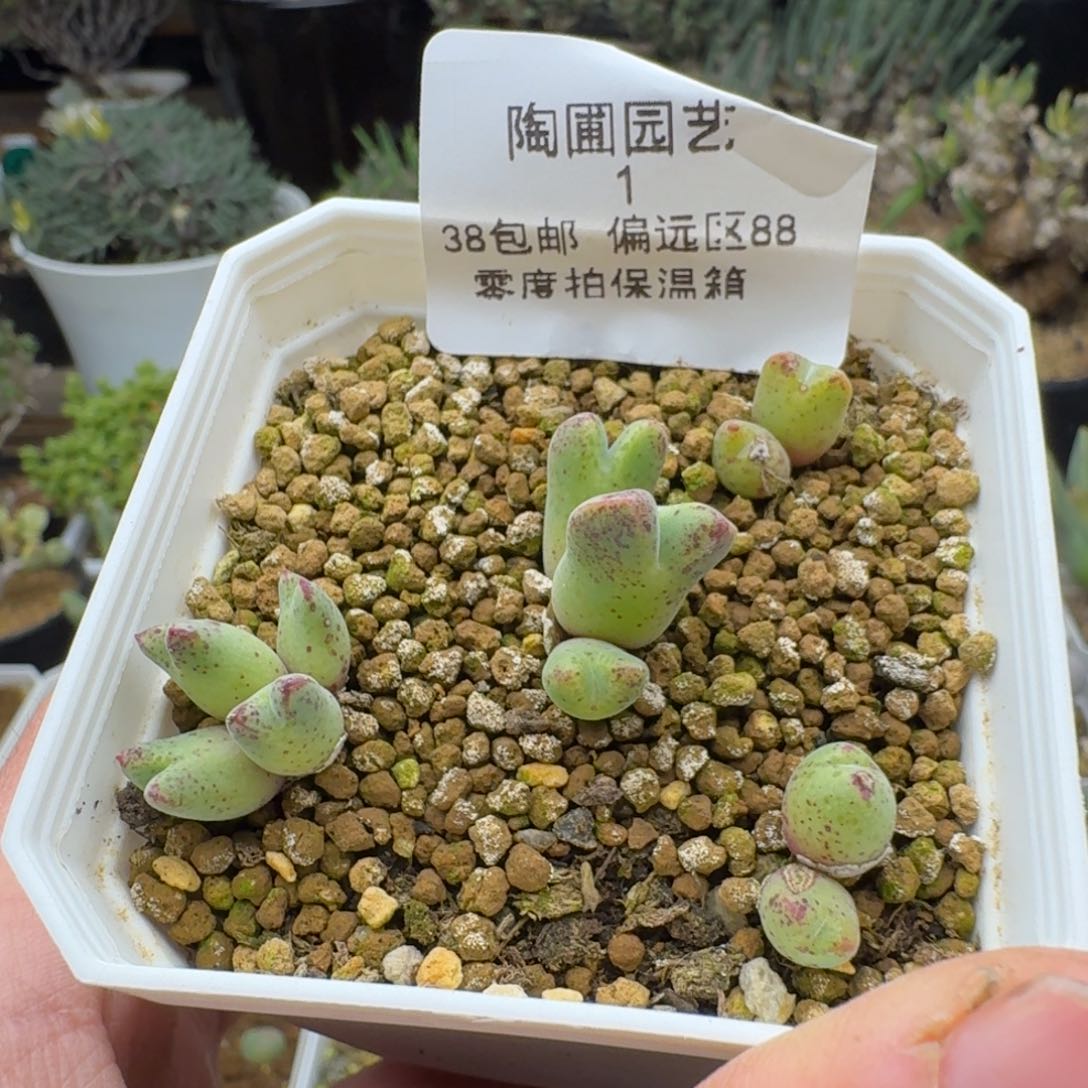 1号猪蹄福利多肉。