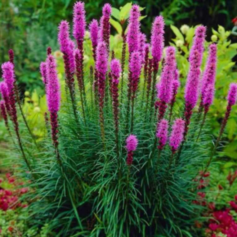 蛇鞭菊耐寒耐热多年生