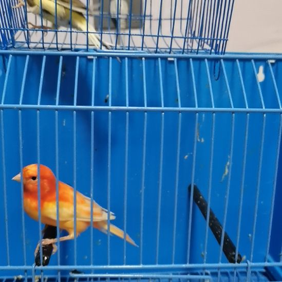 竹***哥文鸟红袍公一只玉鸟芙蓉鸟福利