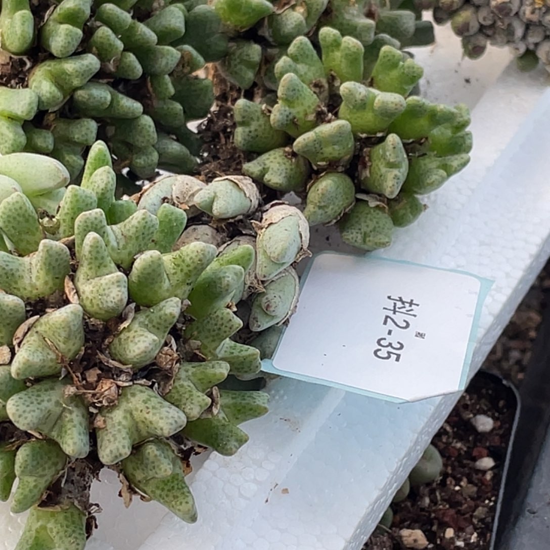 上***刘2-35肉锥多肉植物