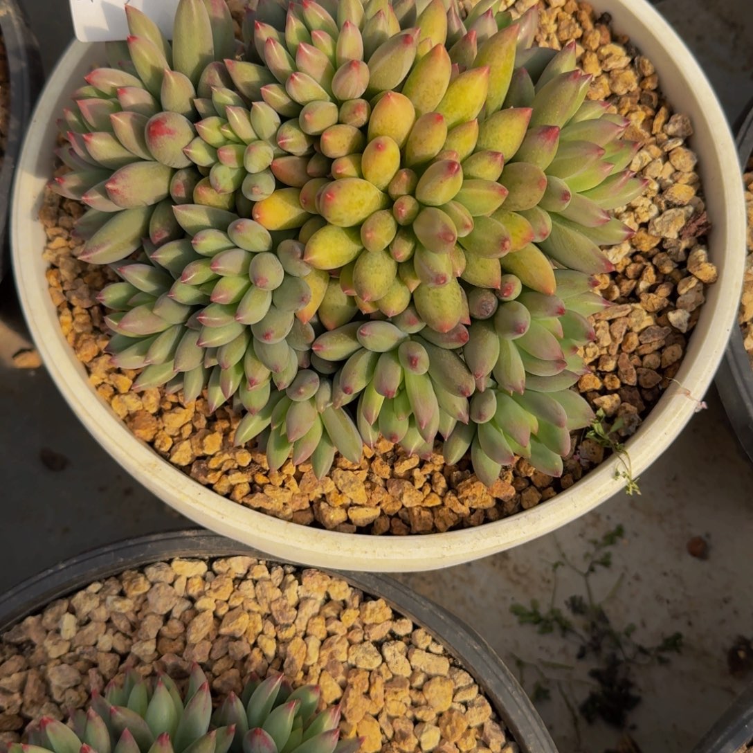 幸***心29-3二代鱼美人多肉植物