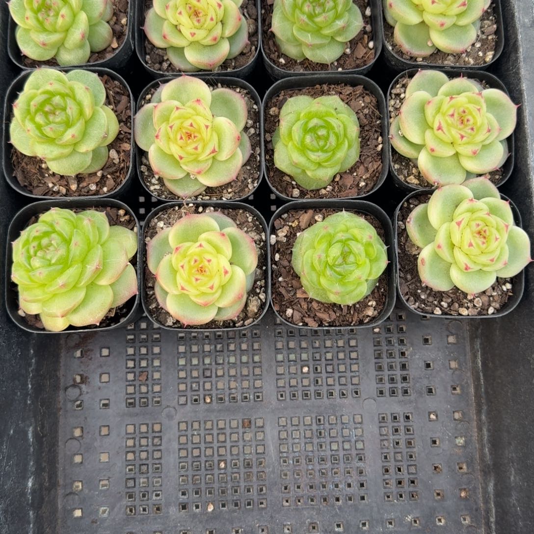 1124-021-无双+宝拉组合返场