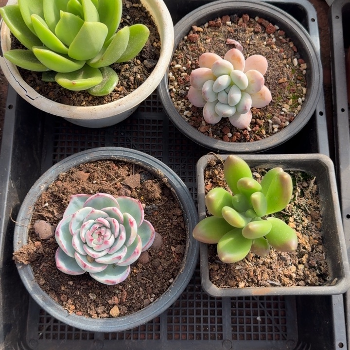 多肉植物惊鸿翠，花香水KK奶