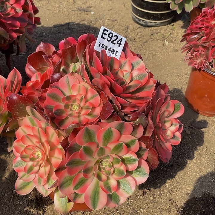 红牡丹多肉植物924