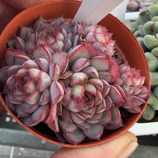 239梦幻玫瑰一物一拍多肉