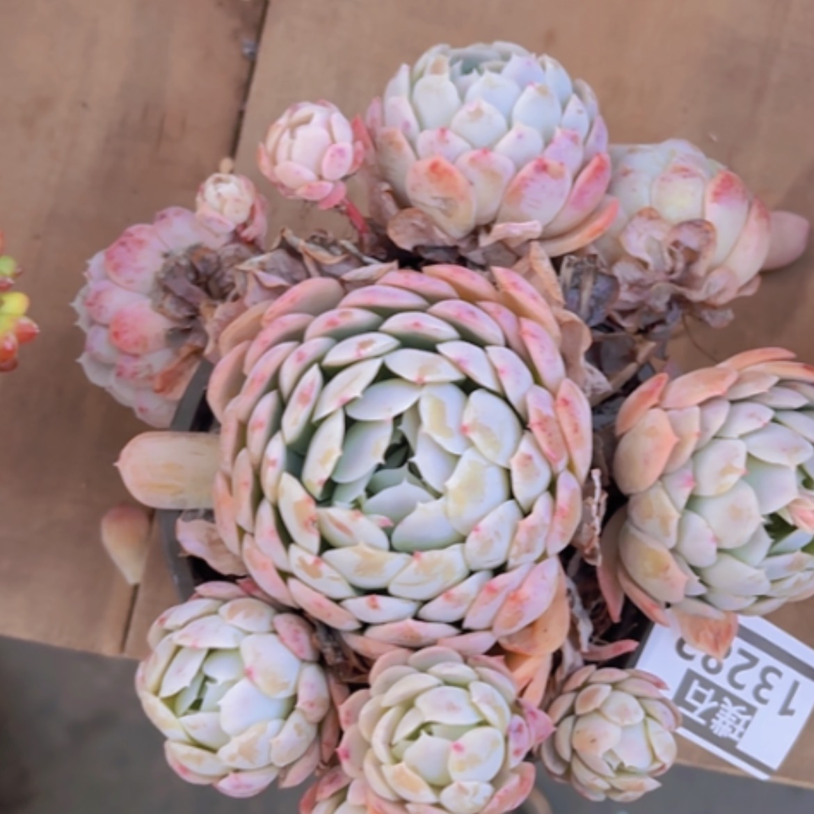 【闪购商品】西娜杂13282