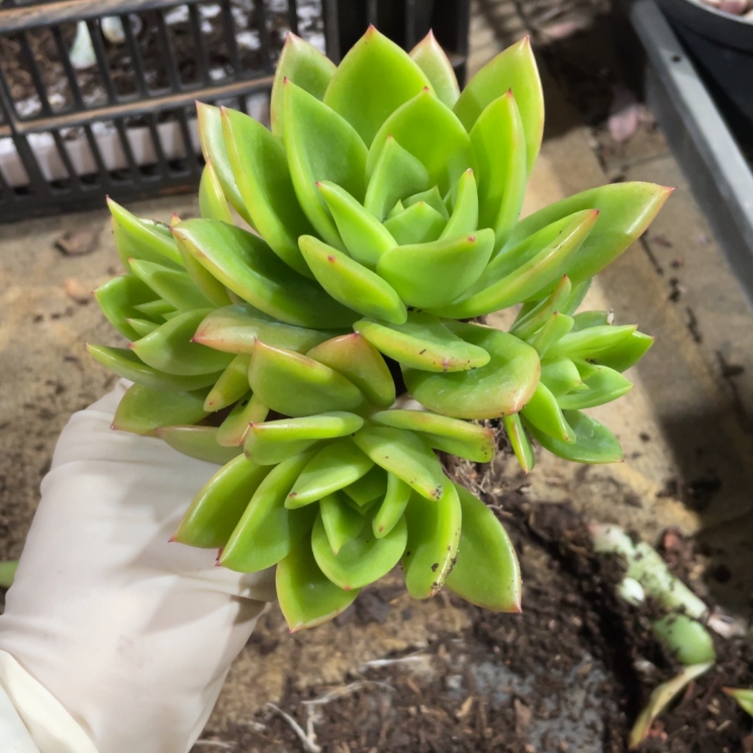 翠花群多肉一物一拍