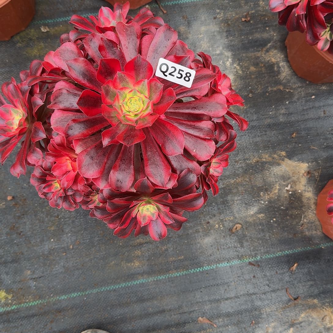 258美杜莎44冠服28左右