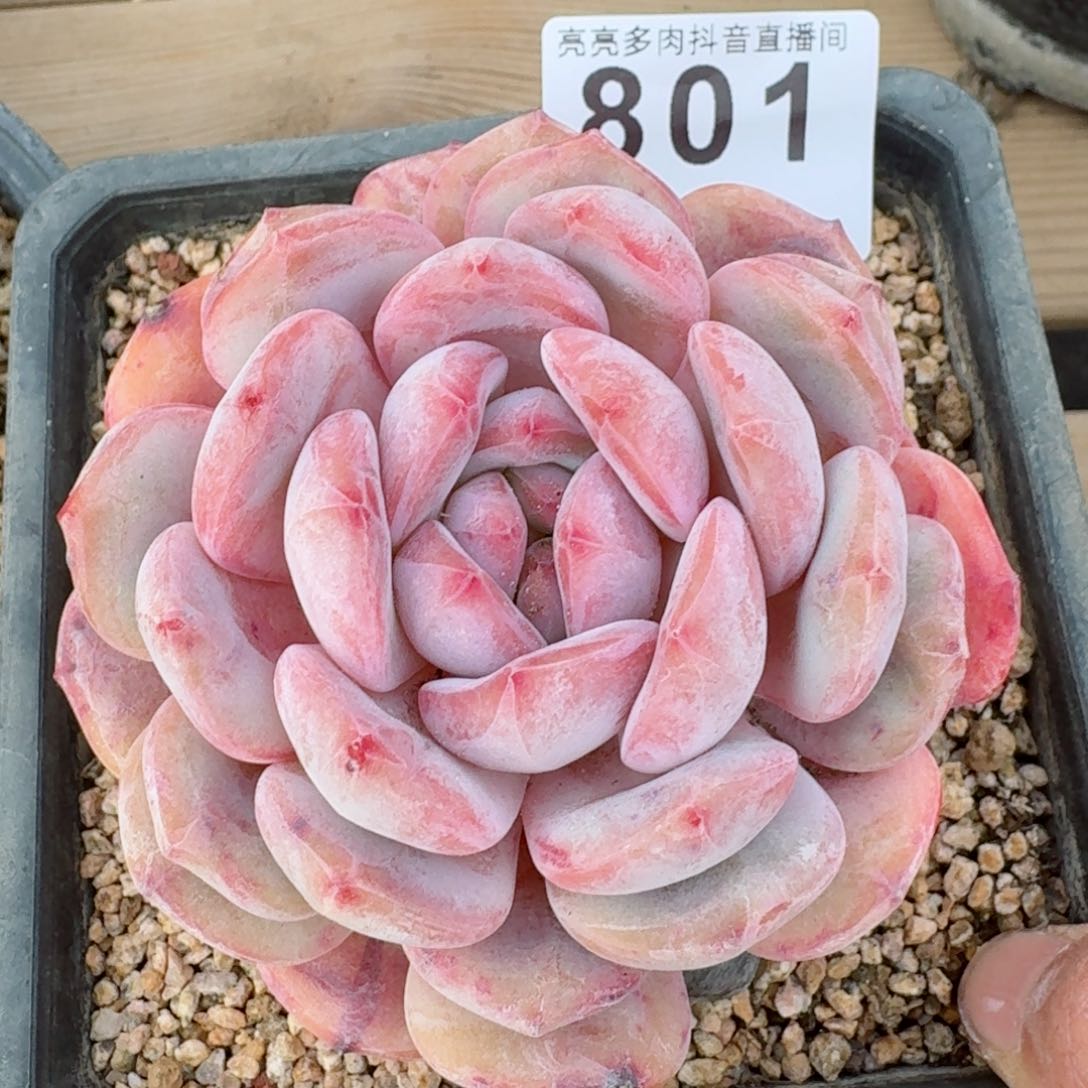 秒         多肉植物