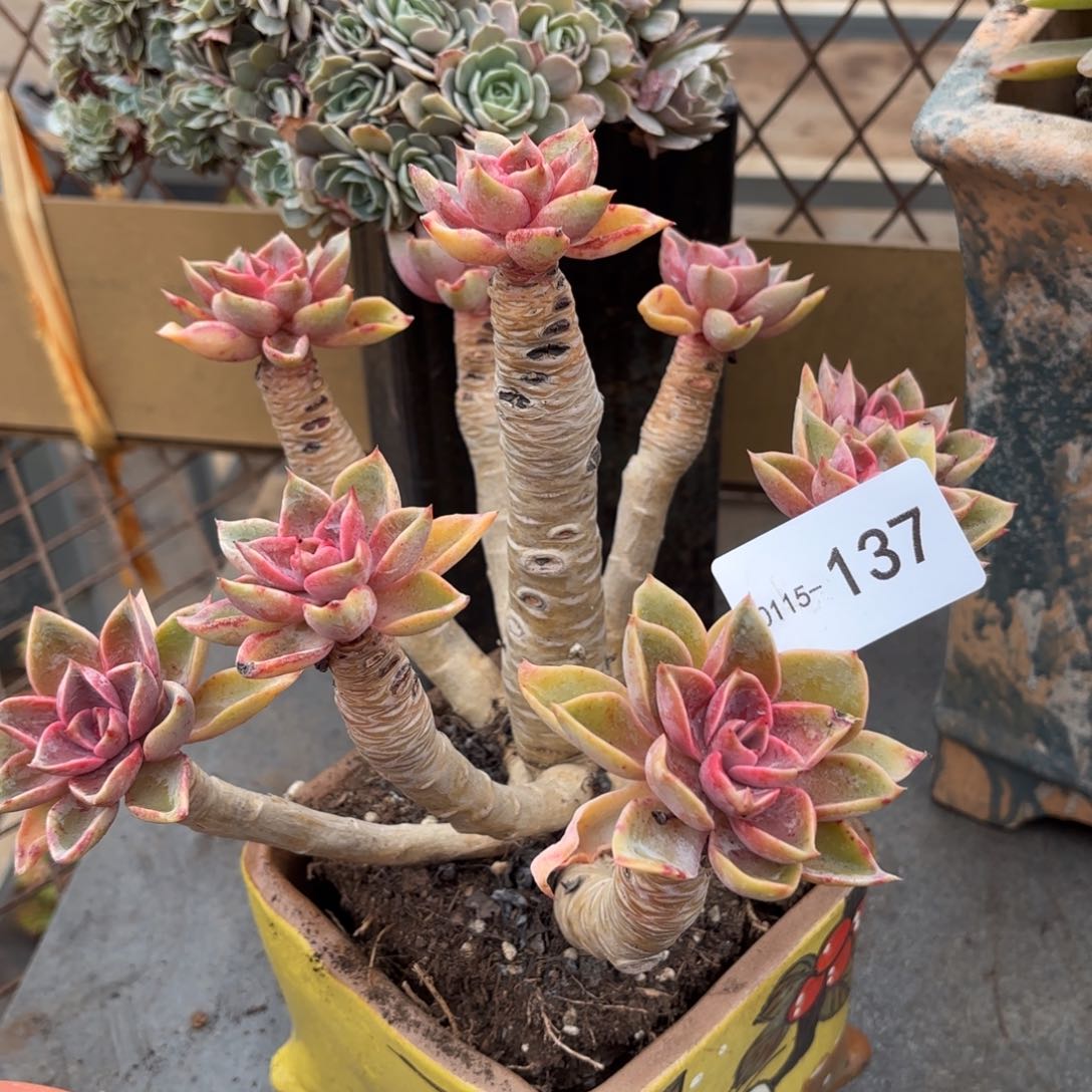 玉*?同温层多肉紫气东来137