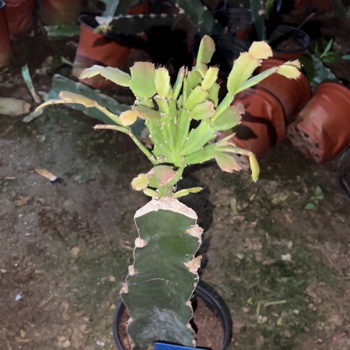 风***玲当前无花栽培后可以开花050  266