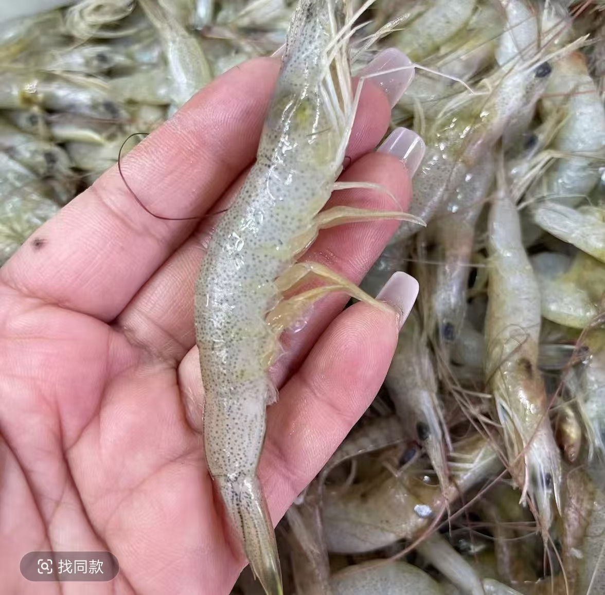 大连本地野生羊毛虾白银虾4-5斤顺丰快递 （因大小掉头原因不售后）