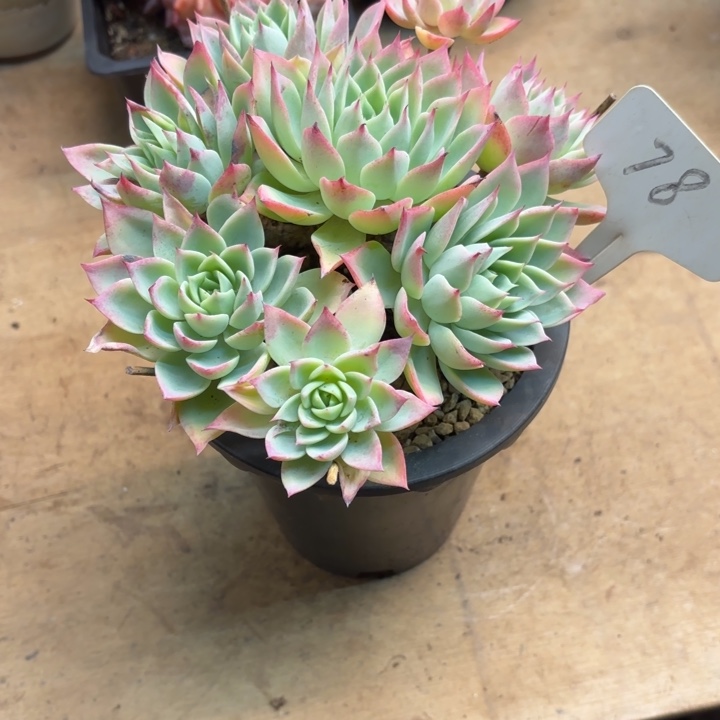 多肉植物，三色景78号