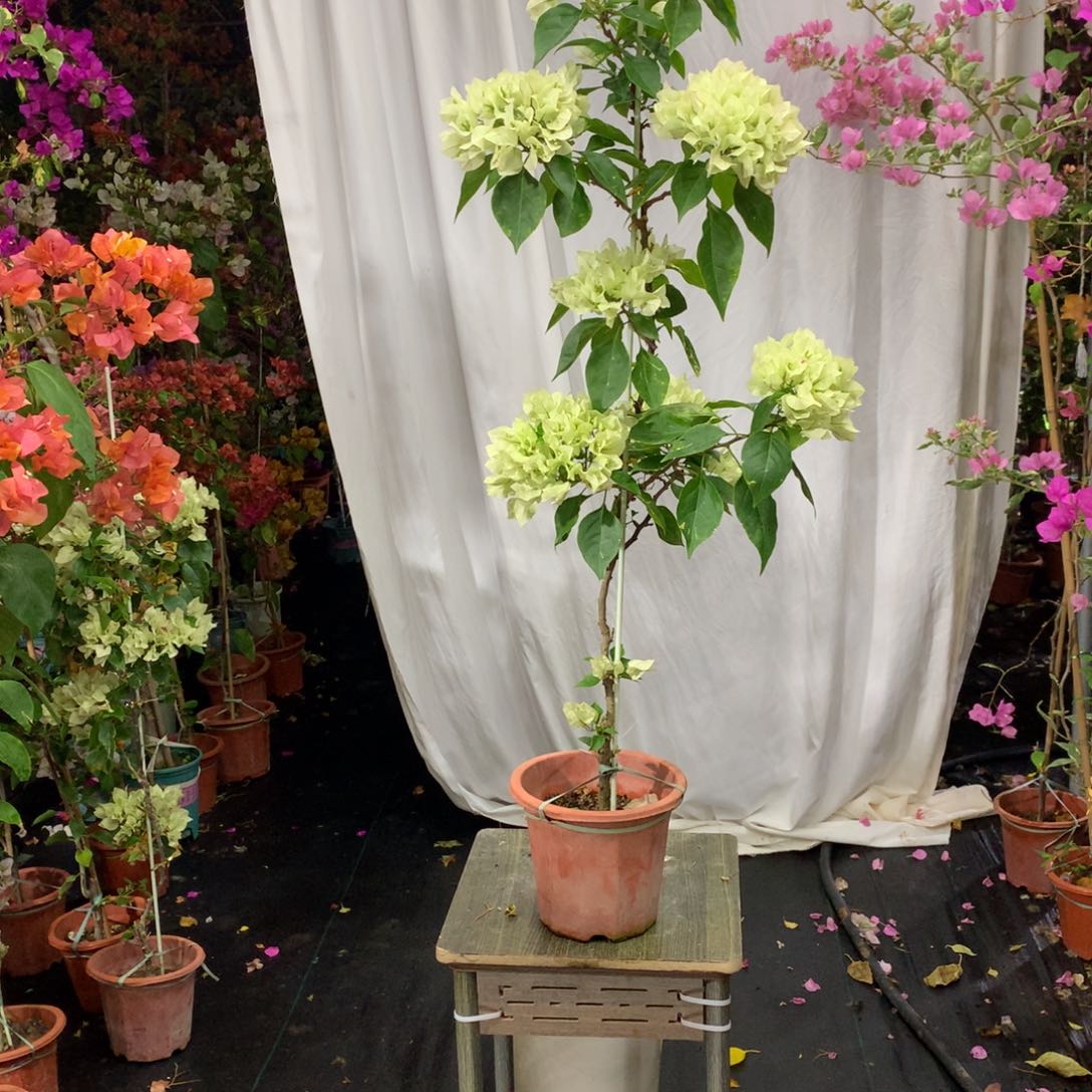 【闪购商品】完全开放白狐狸