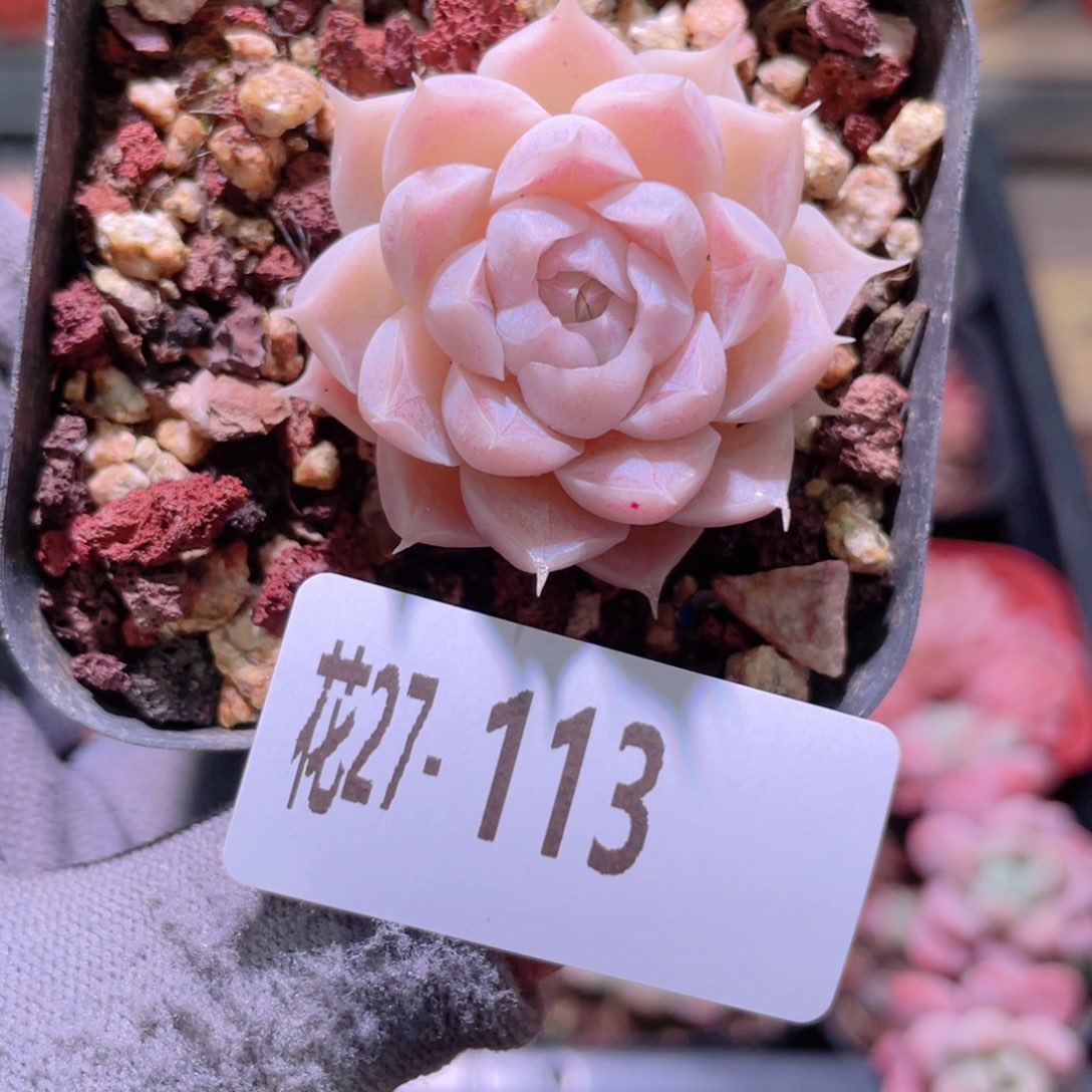 花利美27-113女王