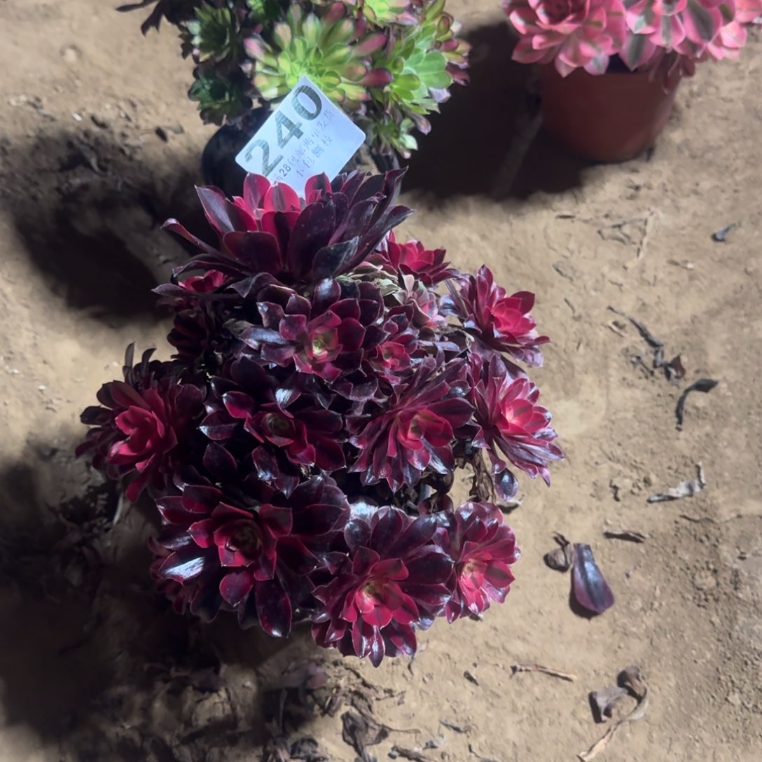 240号美杜莎清棚不包损