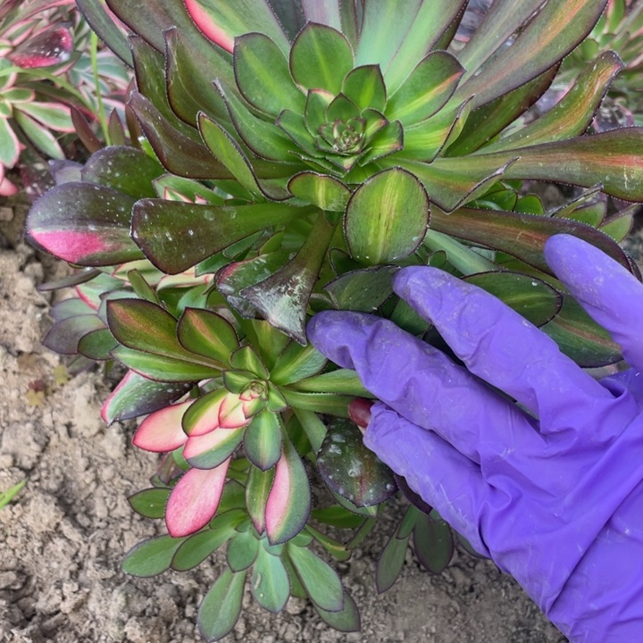 2237花蝴蝶一号棚D