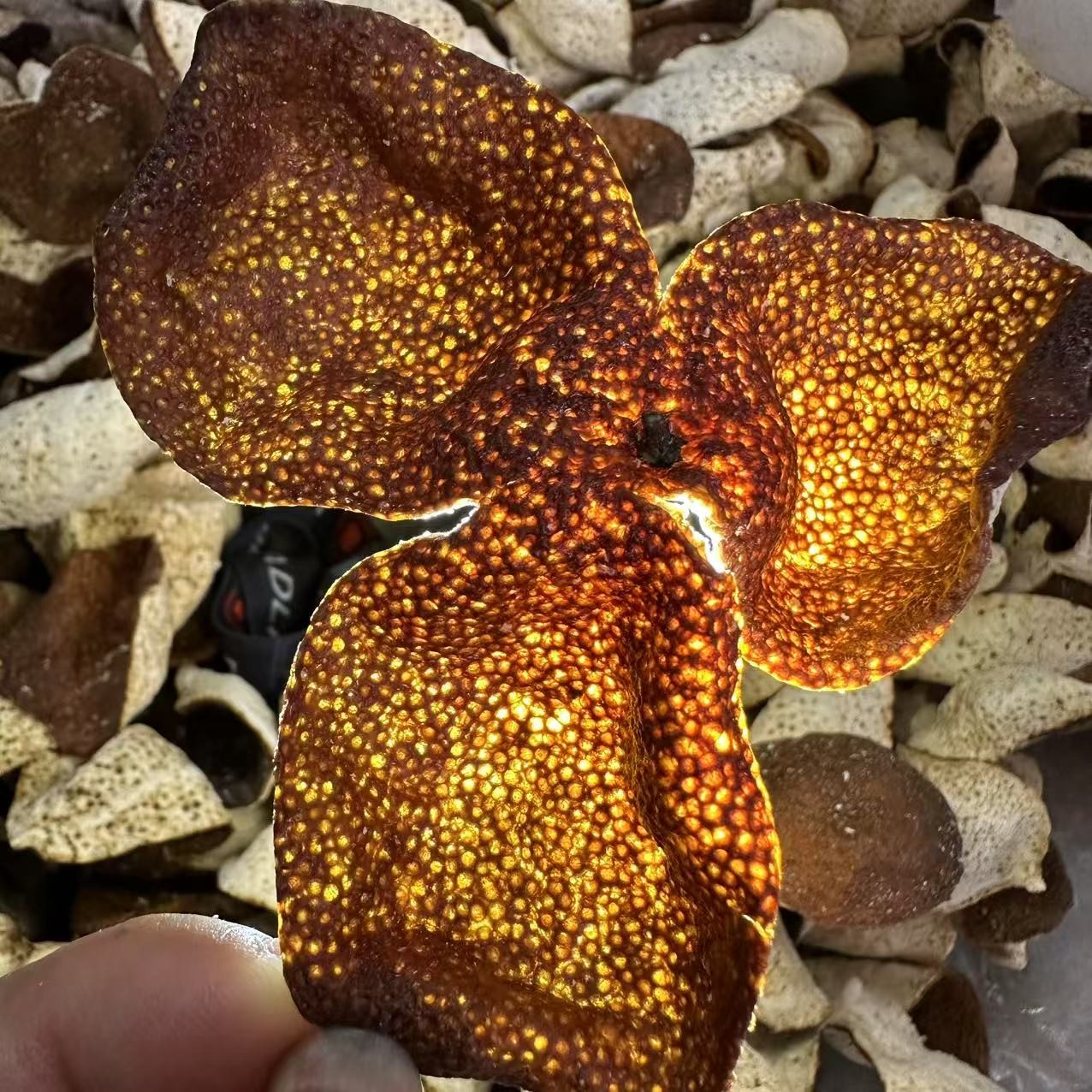 2023年双水生晒原枝大红皮