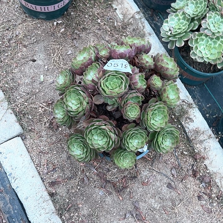 0519黑膜多肉植物