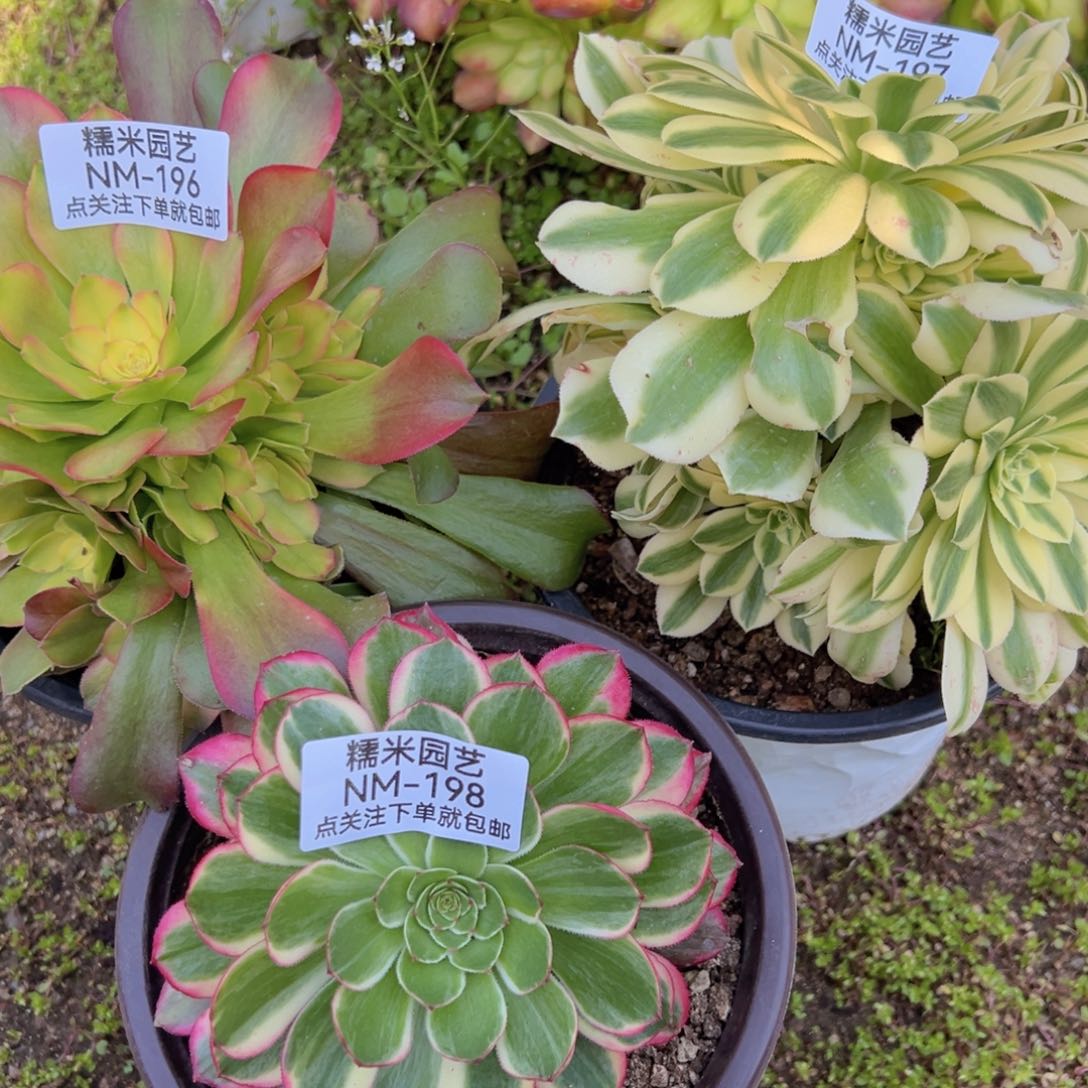 绍七彩樱花迈巴赫海王组多肉196-97-98