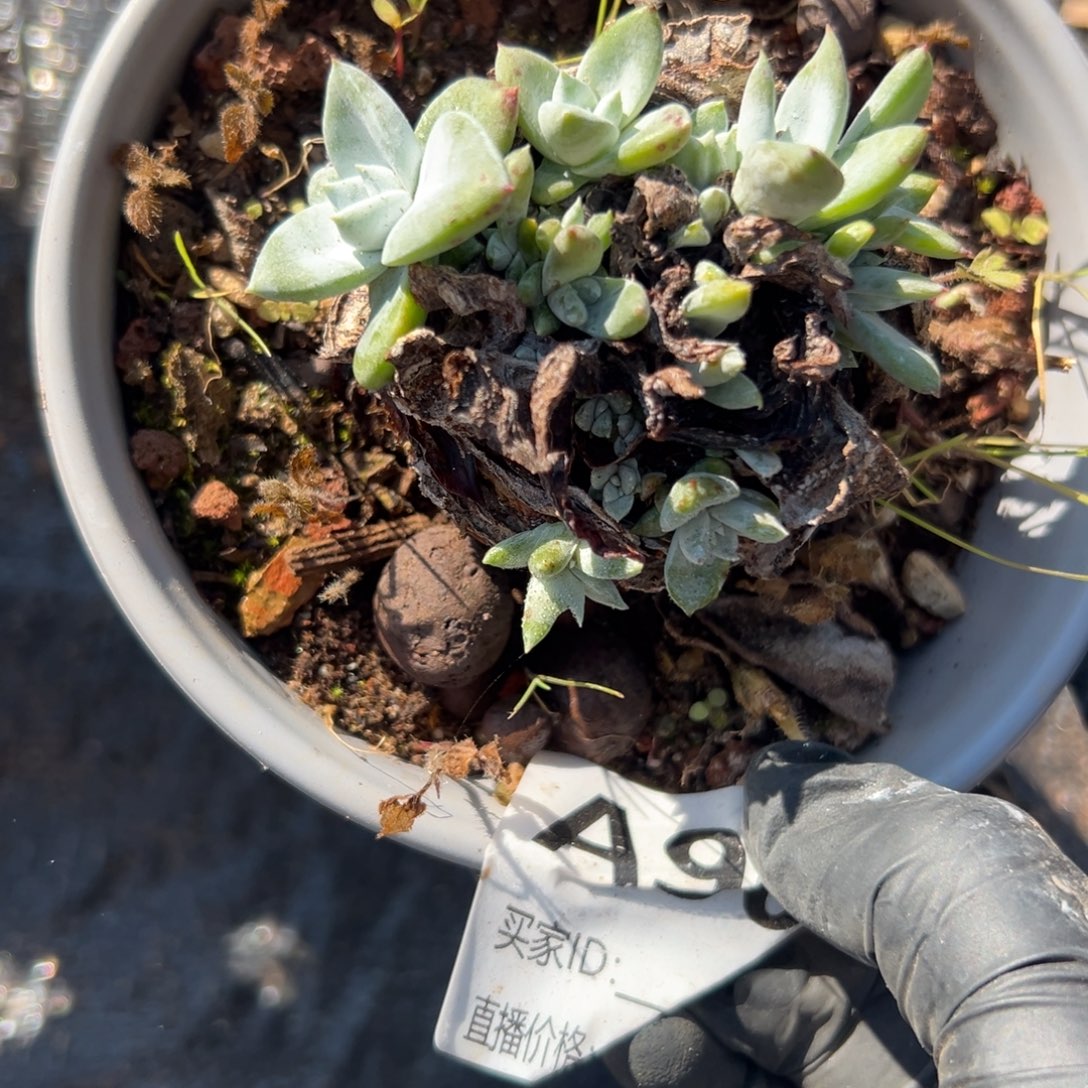 可可爱爱～一物一拍902